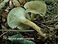 Clitocybe phaeophtalma-amf428-1